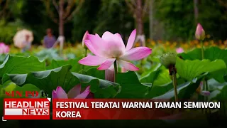 Festival Teratai Warnai Taman Semiwon Korea