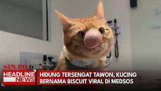 Hidung Tersengat Tawon, Kucing Bernama Biscuit Viral Di Medsos