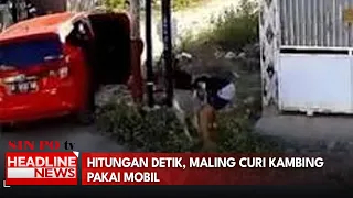 Hitungan Detik, Maling Curi Kambing Pakai Mobil