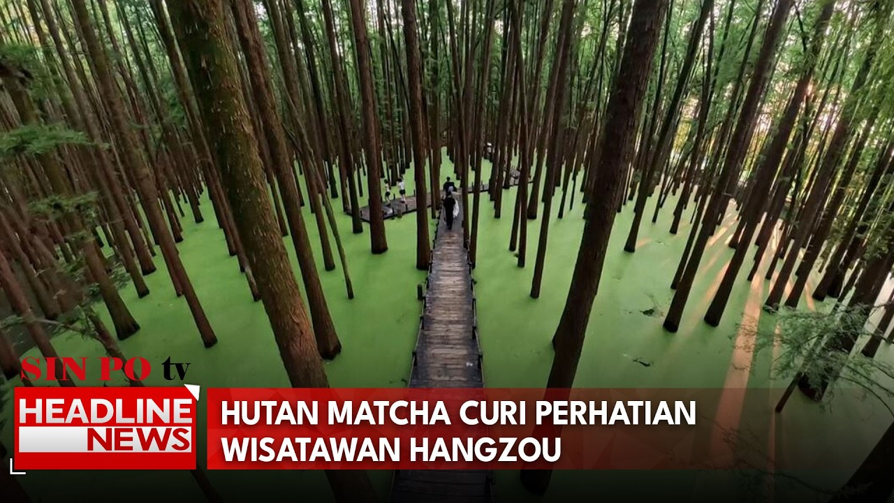 Hutan Matcha Curi Perhatian Wisatawan Hangzou