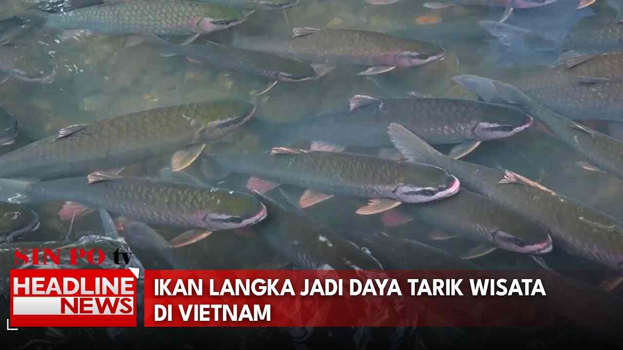 Ikan Langka Jadi Daya Tarik Wisata Di Vietnam