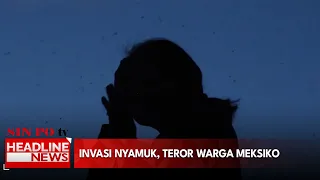 Invasi Nyamuk, Teror Warga Meksiko
