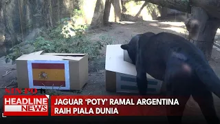 Jaguar ‘POTY’ Ramal Argentina Raih Piala Dunia