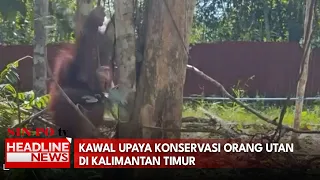 Kawal Upaya Konservasi Orang Utan Di Kalimantan Timur