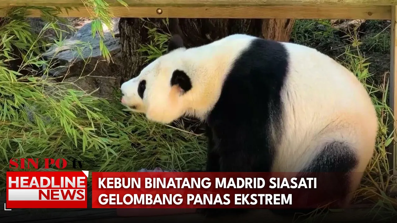 Kebun Binatang Madrid Siasati Gelombang Panas Ekstrem