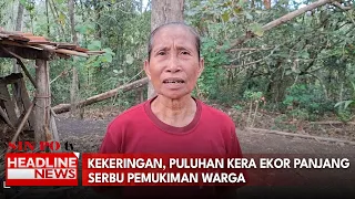 Kekeringan, Puluhan Kera Ekor Panjang Serbu Pemukiman Warga