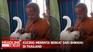 Kucing Meminta Berkat Dari Bhikkhu Di Thailand