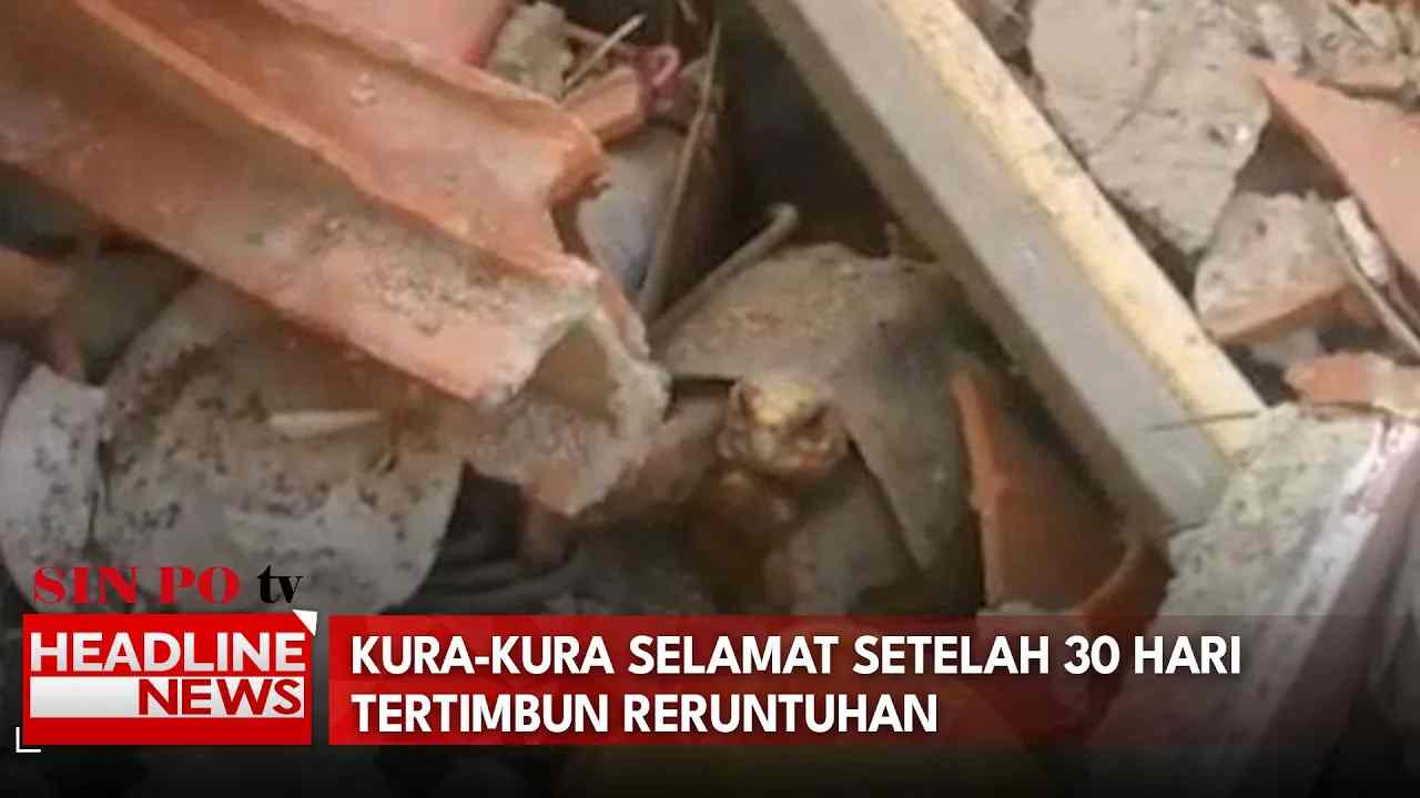 Kura-Kura Selamat Setelah 30 Hari Tertimbun Reruntuhan