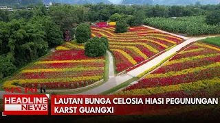 Lautan Bunga Celosia Hiasi Pegunungan Karst Guangxi