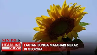 Lautan Bunga Matahari Mekar di Georgia