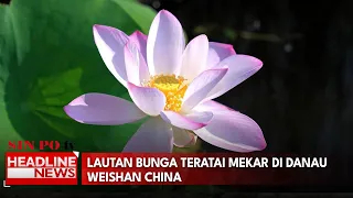 Lautan Bunga Teratai Mekar di Danau Weishan China