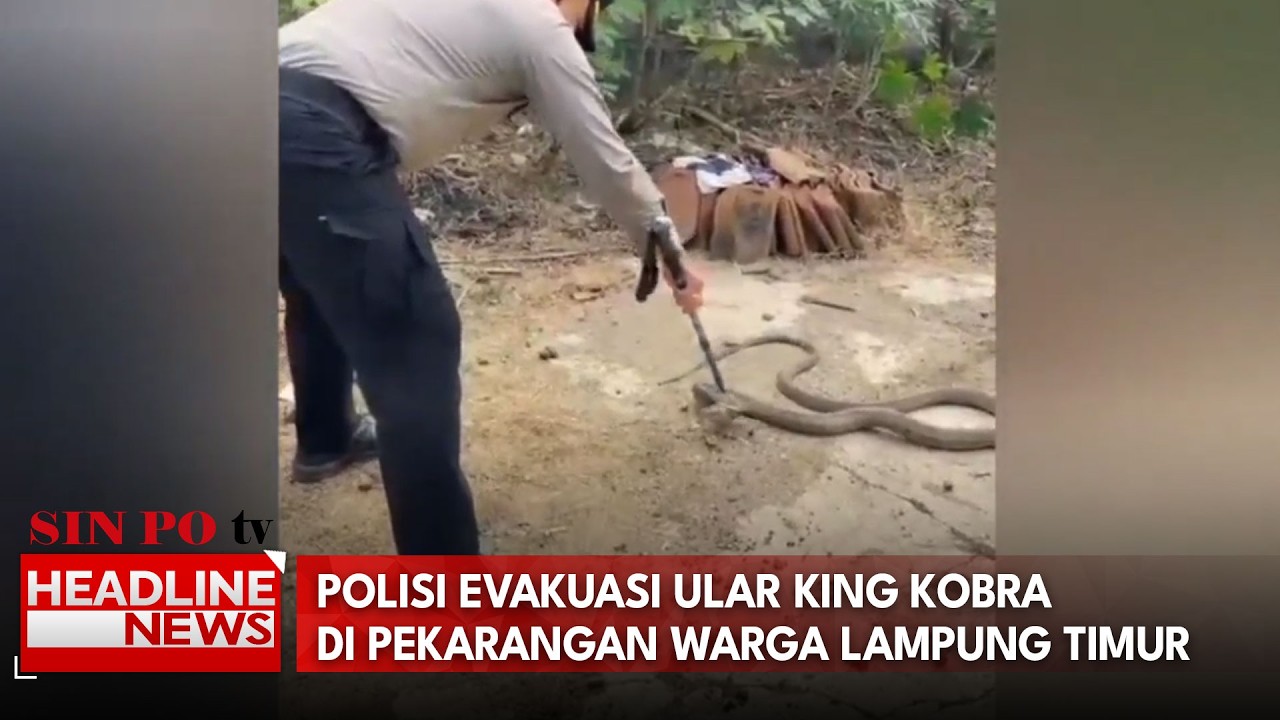 Menegangkan! Polisi Evakuasi Ular King Kobra Di Pekarangan Warga Lampung Timur