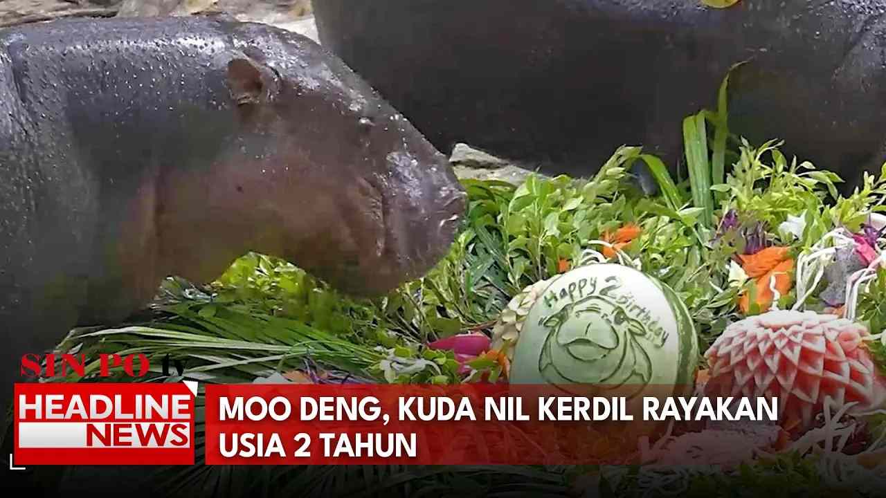 Moo Deng, Kuda Nil Kerdil Rayakan Usia 2 Tahun