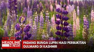 Padang Bunga Lupin Hiasi Perbukitan Gulmarg Di Kashmir