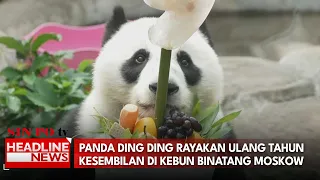 Panda Ding Ding Rayakan Ulang Tahun Kesembilan di Kebun Binatang Moskow