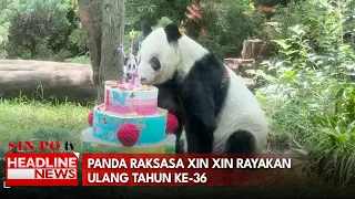 Panda Raksasa Xin Xin Rayakan Ulang Tahun Ke-36