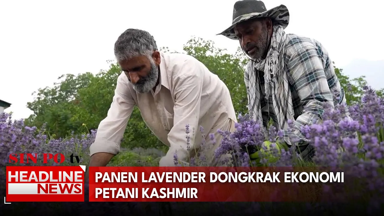 Panen Lavender Dongkrak Ekonomi Petani Kashmir