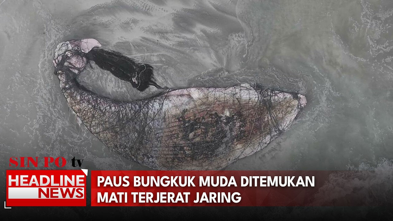 Paus Bungkuk Muda Ditemukan Mati Terjerat Jaring