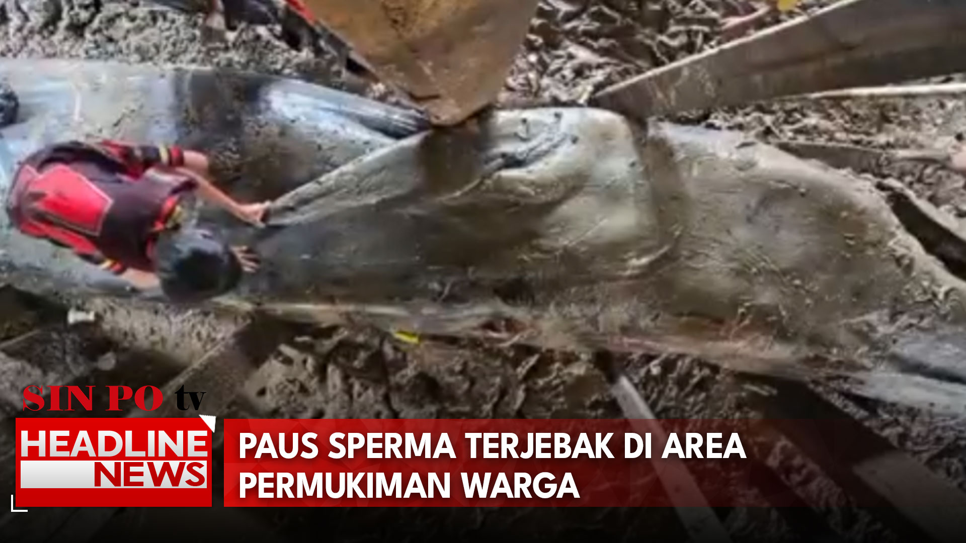 Paus Sperma Terjebak di Area Permukiman Warga