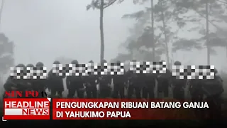 Pengungkapan Ribuan Batang Ganja Di Yahukimo Papua