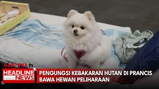 Pengungsi Kebakaran Hutan di Prancis Bawa Hewan Peliharaan