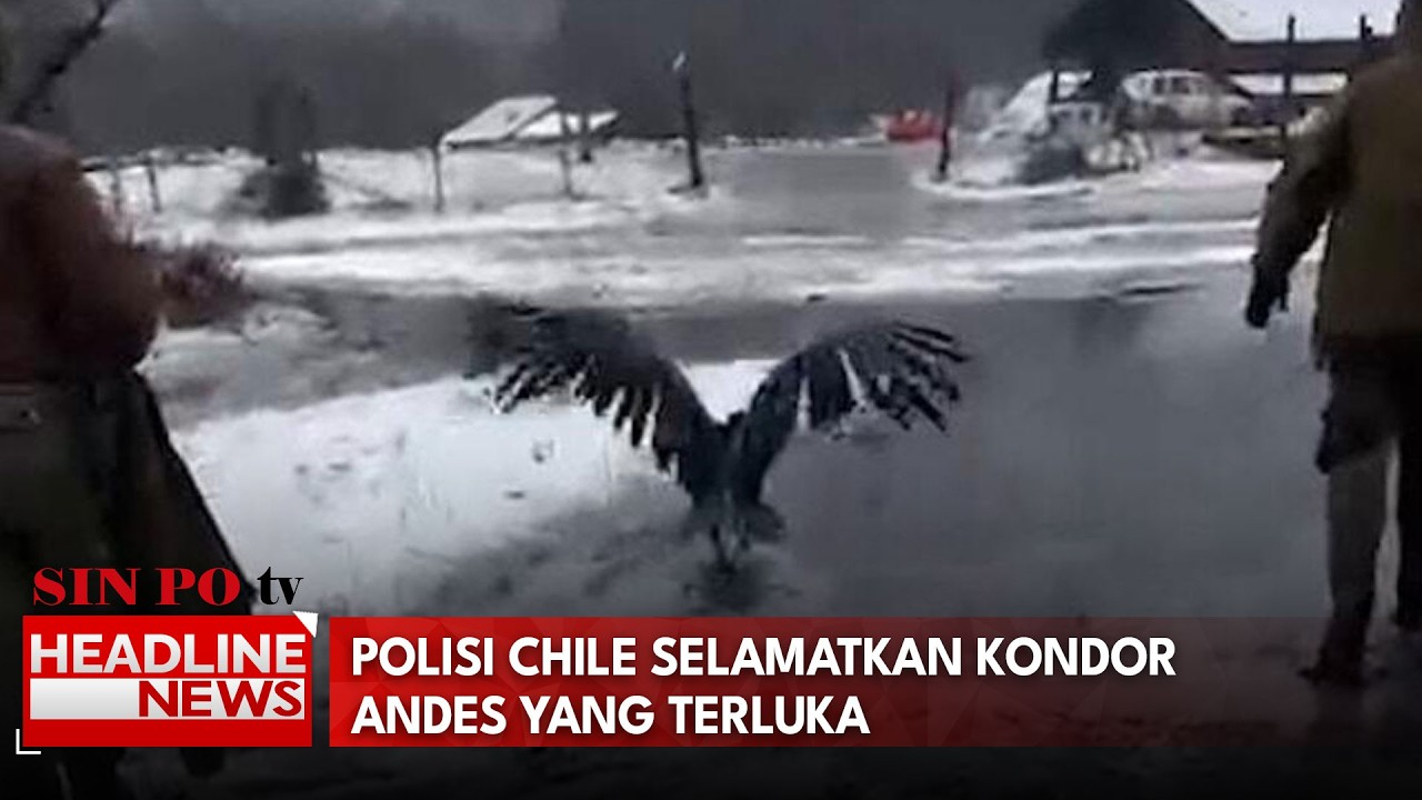 Polisi Chile Selamatkan Kondor Andes Yang Terluka