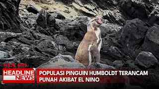 Populasi Pinguin Humboldt Terancam Punah Akibat El Nino