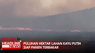 Puluhan Hektar Lahan Kayu Putih Siap Panen Terbakar