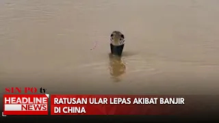 Ratusan Ular Lepas Akibat Banjir Di China