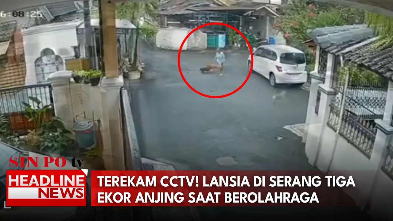 Terekam CCTV! Lansia di Serang 3 Ekor Anjing Saat Berolahraga