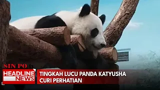 Tingkah Lucu Panda Katyusha Curi Perhatian