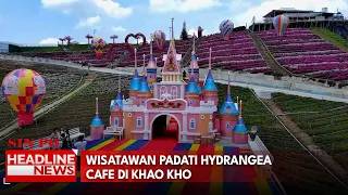 Wisatawan Padati Hydrangea Cafe Di Khao Kho