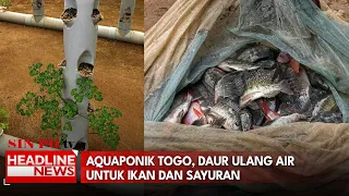Aquaponik Togo, Daur Ulang Air Untuk Ikan Dan Sayuran
