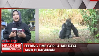 Feeding Time Gorila Jadi Daya Tarik Di Ragunan