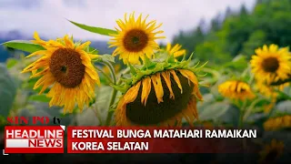 Festival Bunga Matahari Ramaikan Korea Selatan
