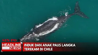 Induk Dan Anak Paus Langka Terekam Di Chile