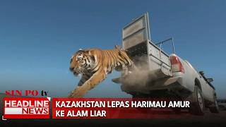 Kazakhstan Lepas Harimau Amur ke Alam Liar