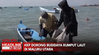 KKP Dorong Budidaya Rumput Laut Di Maluku Utara