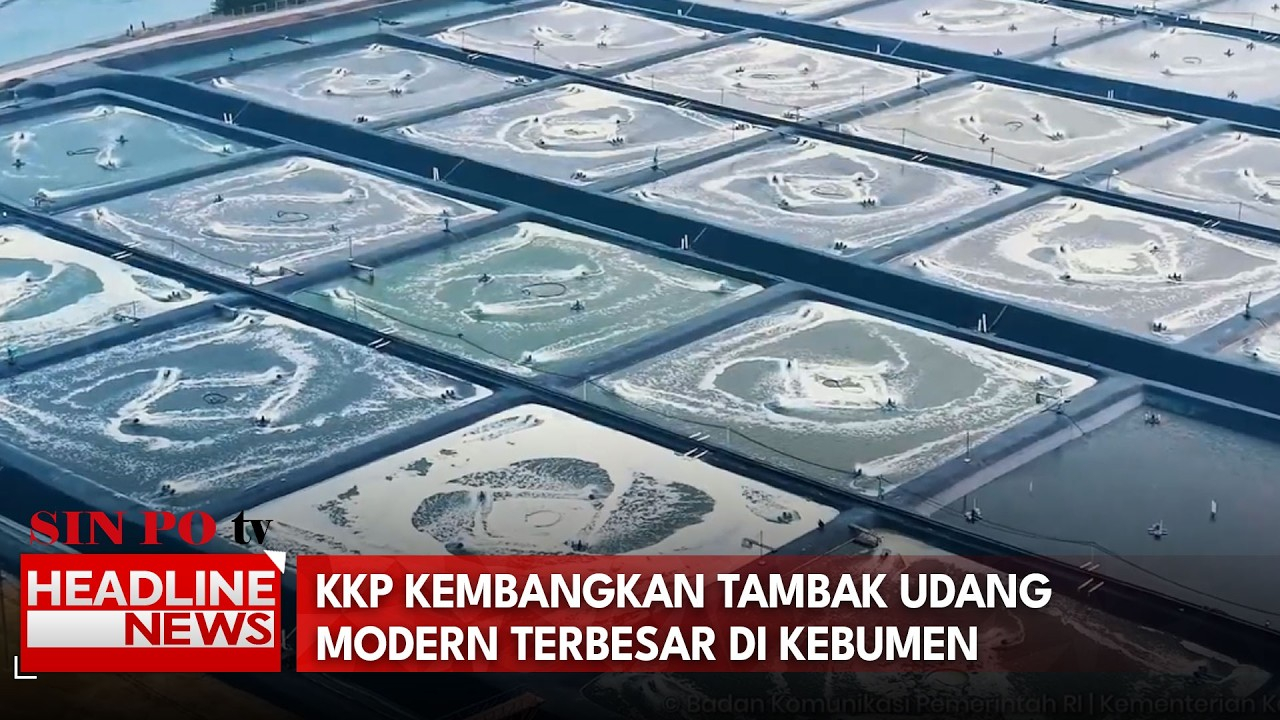 KKP Kembangkan Tambak Udang Modern Terbesar Di Kebumen