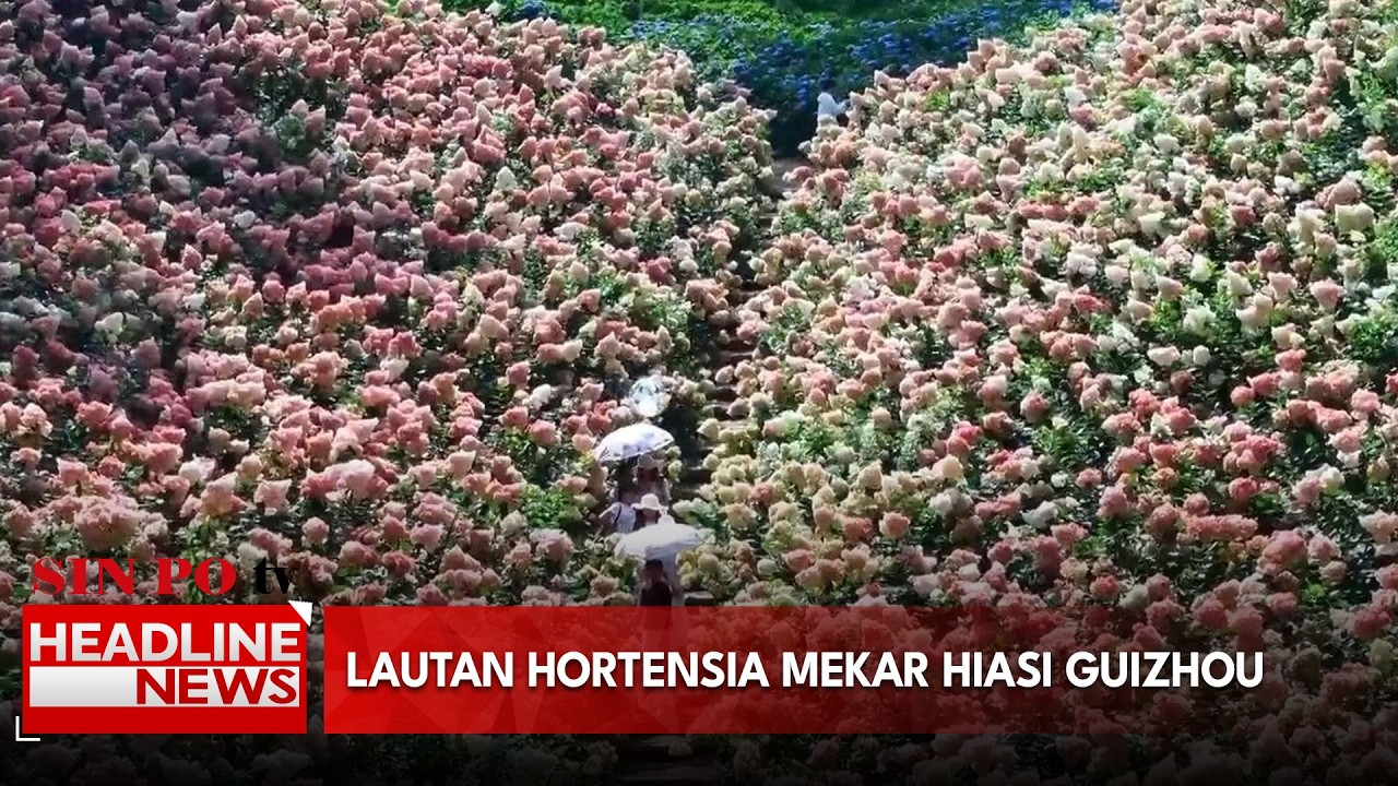 Lautan Hortensia Mekar Hiasi Guizhou