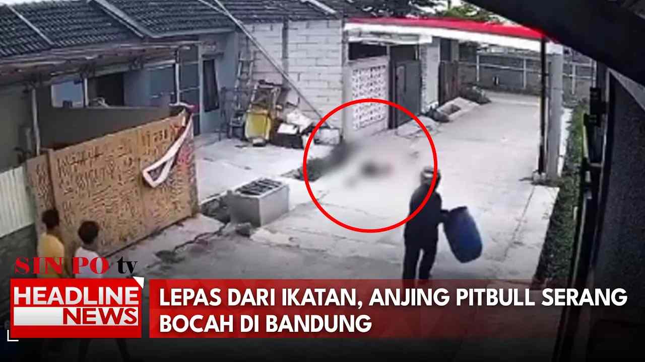 Lepas Dari Ikatan, Anjing Pitbull Serang Bocah Di Bandung
