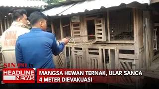 Mangsa Hewan Ternak, Ular Sanca 4 Meter Dievakuasi