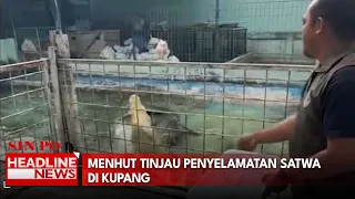 Menhut Tinjau Penyelamatan Satwa di Kupang