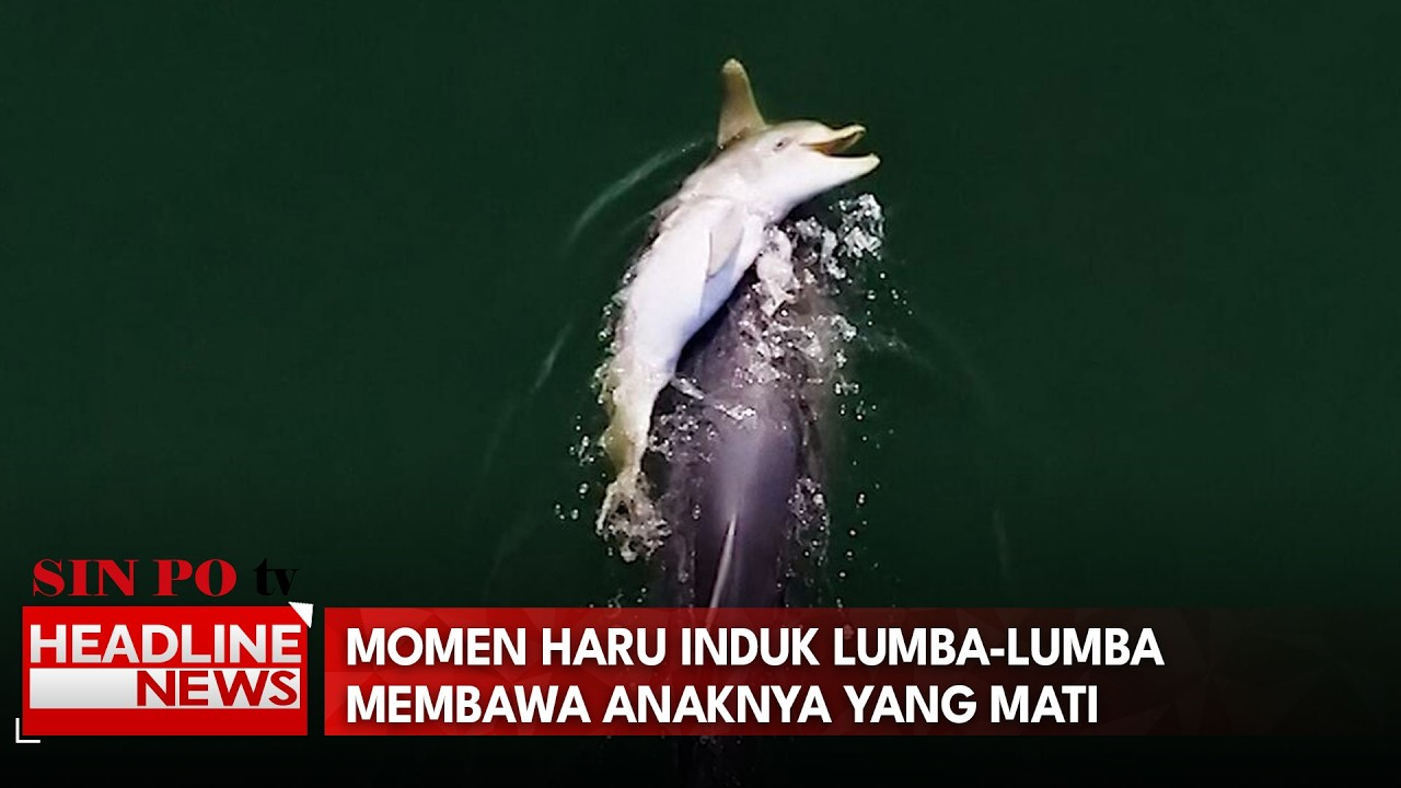 Momen Haru Induk Lumba-Lumba Membawa Anaknya Yang Mati