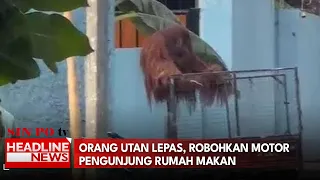 Orang Utan Lepas, Robohkan Motor Pengunjung Rumah Makan