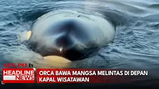 Orca Bawa Mangsa Melintas Di Depan Kapal Wisatawan