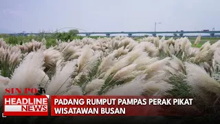 Padang Rumput Pampas Perak Pikat Wisatawan Busan