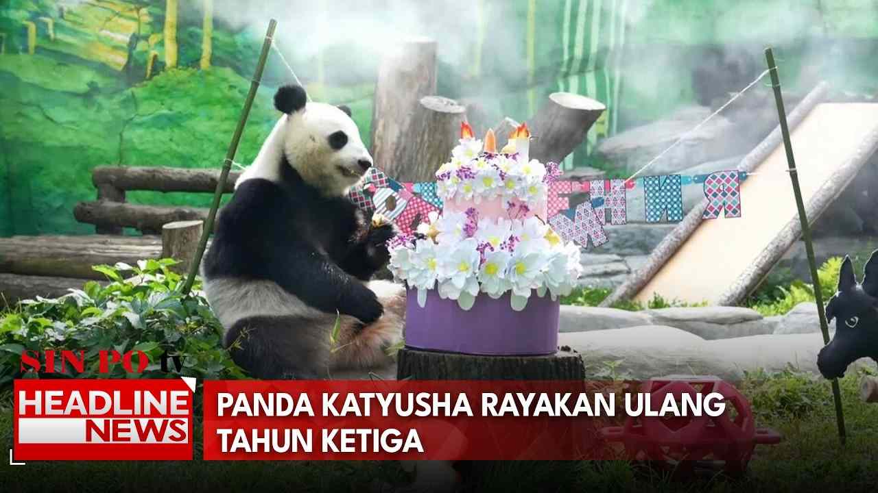 Panda Katyusha Rayakan Ulang Tahun Ketiga