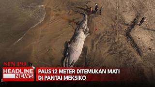 Paus 12 Meter Ditemukan Mati di Pantai Meksiko
