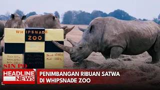 Penimbangan Ribuan Satwa di Whipsnade Zoo